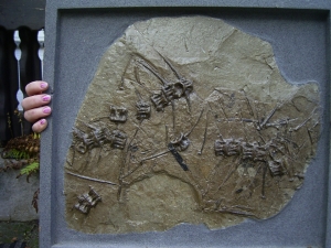 Fossil fish Thuna oligocene age, closed location