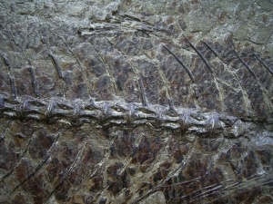 Makrele aus Wiesloch-Frauenweiler