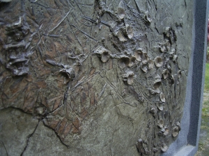 Fossiler Barsch aus dem Oligozän von Wiesloch-Frauenweiler