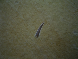 Flugsaurier Zahn Rhamphorhynchus