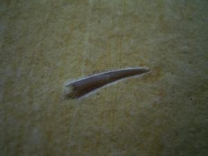 Flugsaurier Zahn Rhamphorhynchus