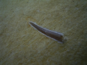 Flugsaurier Zahn Rhamphorhynchus