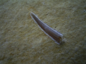 Flugsaurier Zahn Rhamphorhynchus