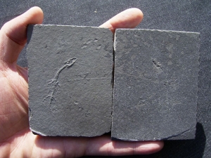 Keichousaurus Baby, Positiv-und Negativplatte