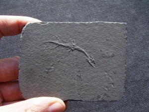 Keichousaurus Baby, Positiv-und Negativplatte