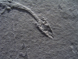 Keichousaurus Baby, Positiv-und Negativplatte