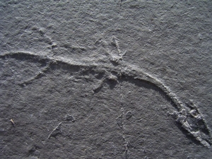 Keichousaurus Baby, Positiv-und Negativplatte