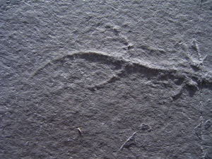 Keichousaurus Baby, Positiv-und Negativplatte