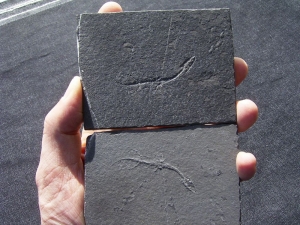 Keichousaurus Baby, Positiv-und Negativplatte