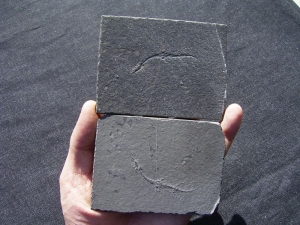 Keichousaurus Baby, Positiv-und Negativplatte