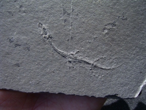 Keichousaurus Baby, Positiv-und Negativplatte