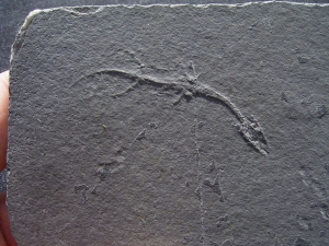 Keichousaurus Baby, Positiv-und Negativplatte