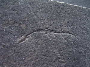 Keichousaurus Baby, Positiv-und Negativplatte