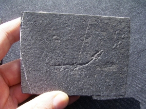 Keichousaurus Baby, Positiv-und Negativplatte