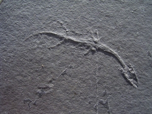 Keichousaurus Baby, Positiv-und Negativplatte