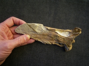 Nothosaurus Schädel aus dem Muschelkalk