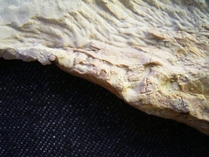 Nothosaurus Schädel aus dem Muschelkalk