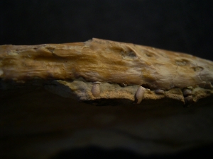 Nothosaurus Schädel aus dem Muschelkalk