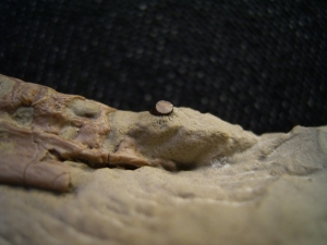 Nothosaurus Schädel aus dem Muschelkalk