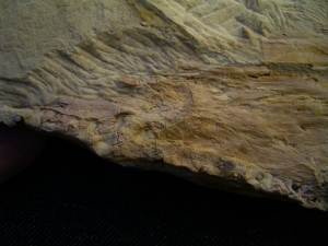 Nothosaurus Schädel aus dem Muschelkalk