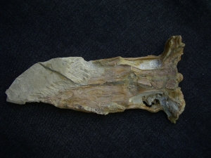 Nothosaurus Schädel aus dem Muschelkalk