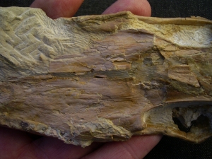 Nothosaurus Schädel aus dem Muschelkalk