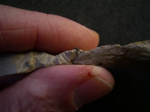 Nothosaurus Schädel aus dem Muschelkalk