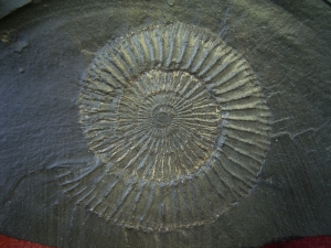 Ammonit Dactyloceras mit Pyritkugeln