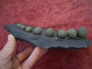 Ammonit Dactyloceras mit Pyritkugeln