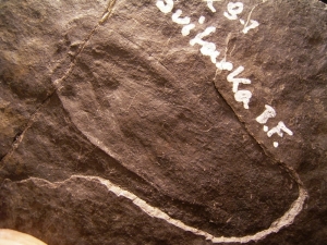 Fossil Insect Obsiomylacris
