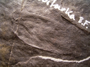 Fossil Insect Obsiomylacris