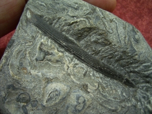 Haistachel Egertonodus basanus