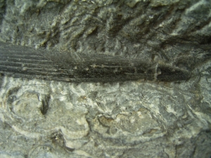 Haistachel Egertonodus basanus
