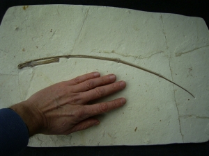 Flugsaurier Flügel Rhamphorhynchus