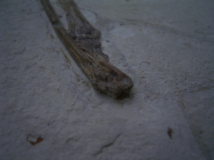 Flugsaurier Flügel Rhamphorhynchus