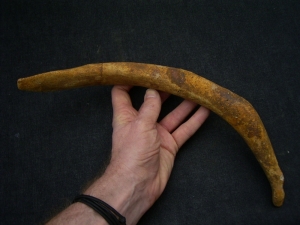 Huge walrus rib