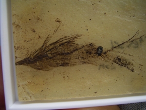 Vogelfeder und Pflanzensamen aus Messel