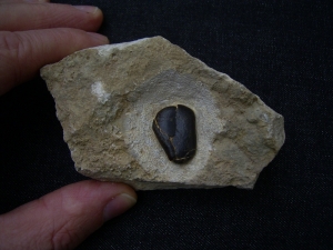 Placodus Zahn  aus dem Muschelkalk