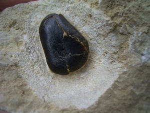 Placodus Zahn  aus dem Muschelkalk