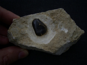 Placodus Zahn  aus dem Muschelkalk