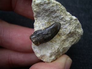 Placodus gigas Schneidezahn