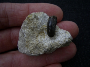 Placodus gigas Schneidezahn