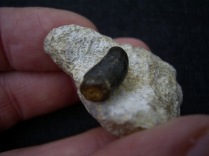 Placodus gigas Schneidezahn