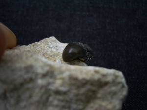 Placodus gigas Schneidezahn