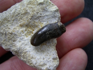 Placodus gigas Schneidezahn