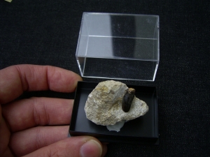 Placodus gigas Schneidezahn