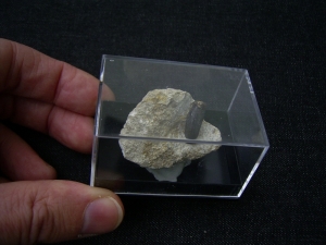 Placodus gigas Schneidezahn