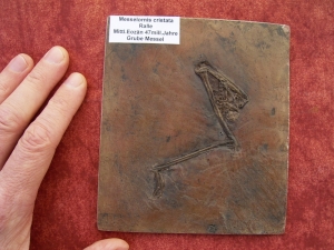Vogel Bein aus Messel