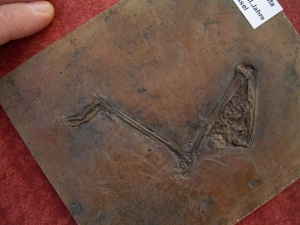 Vogel Bein aus Messel