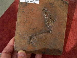 Vogel Bein aus Messel